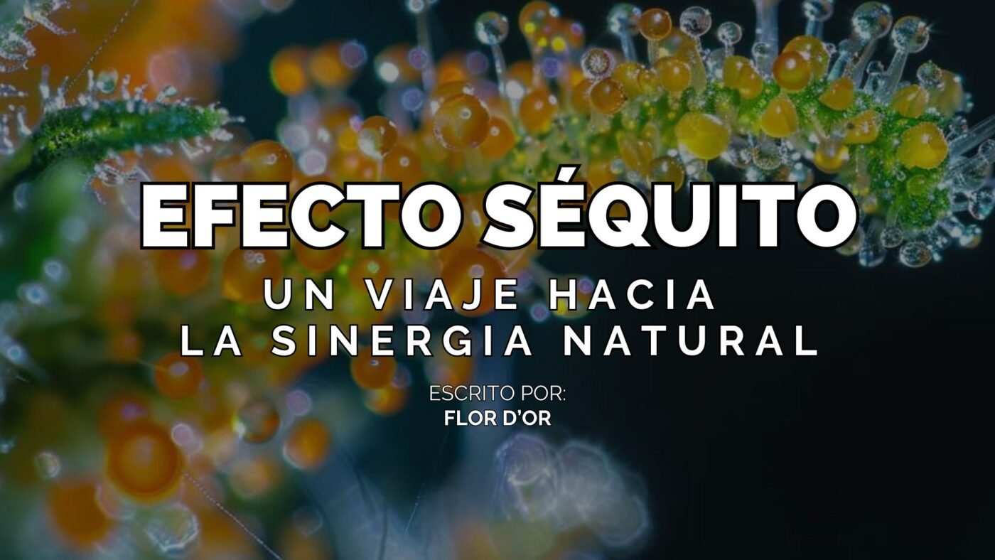 El Efecto Sequito del CBD tricomas 1