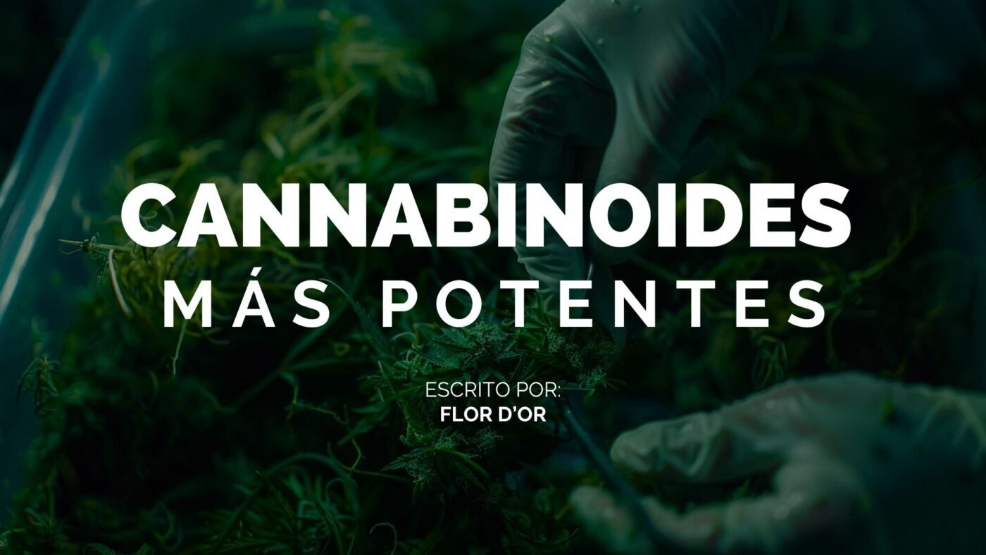 Descubre los Cannabinoides Psicoactivos y no psicoactivos Más Potentes del 2024