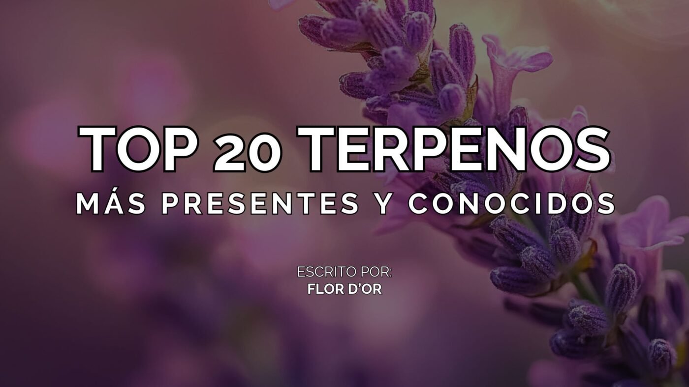 Terpenos Más Presentes y Conocidos increible