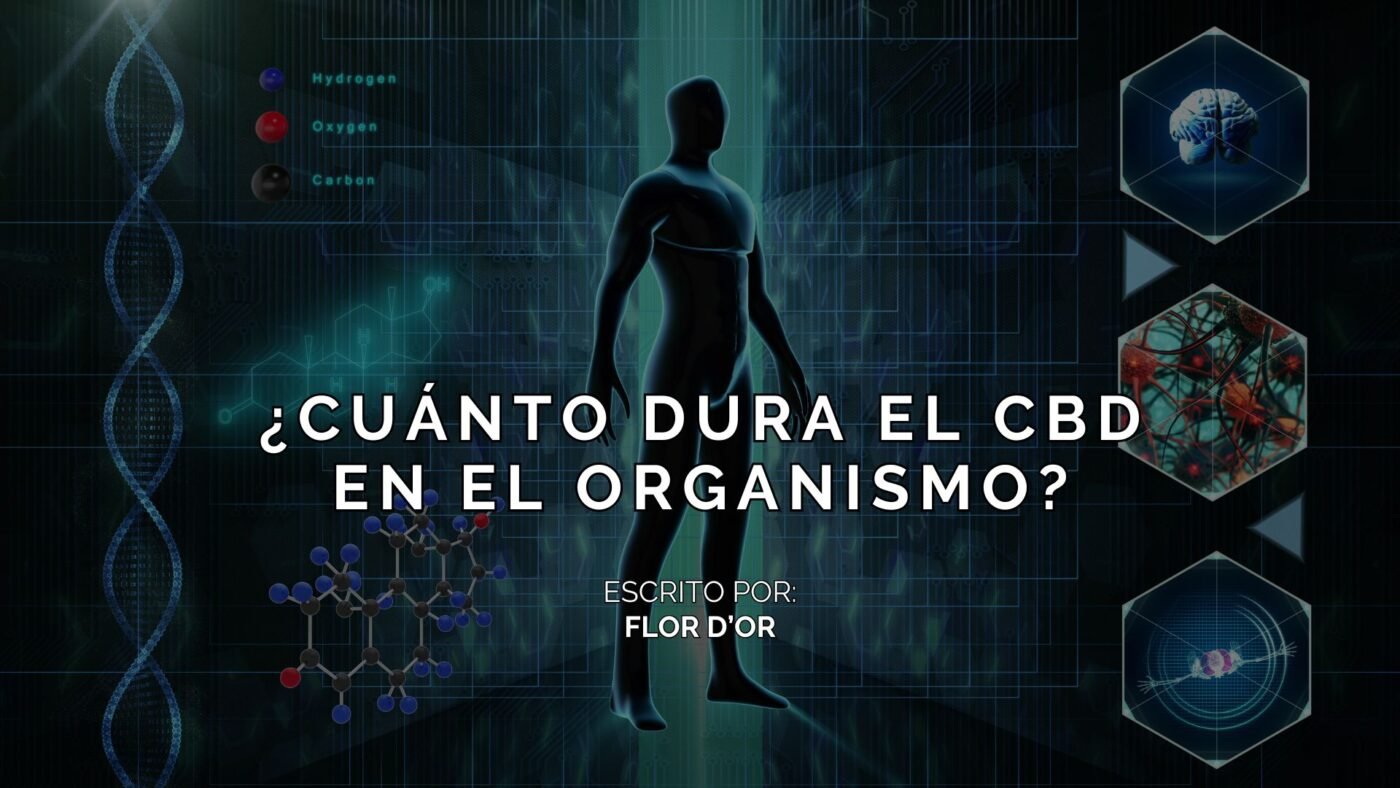 ¿Cuánto dura el CBD en el cuerpo?