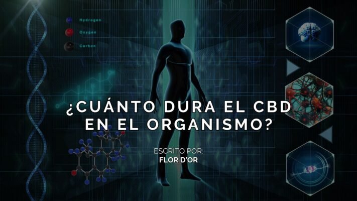 ¿Cuánto dura el CBD en el cuerpo?